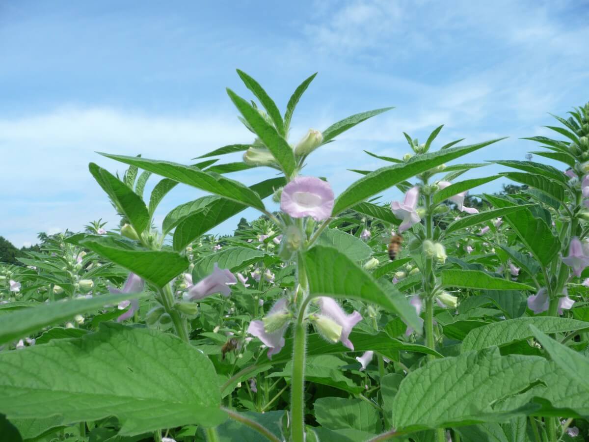 黒ごまの葉茶 しも農園 九州アイランド