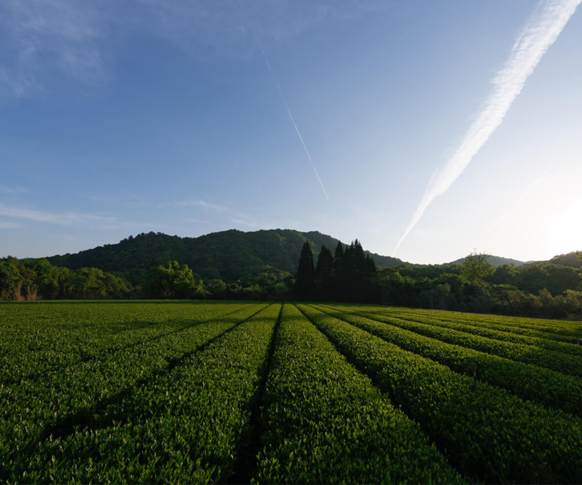 アウトレット Teaet紅茶ティーバッグ 賞味期限 21年3月 九州アイランド