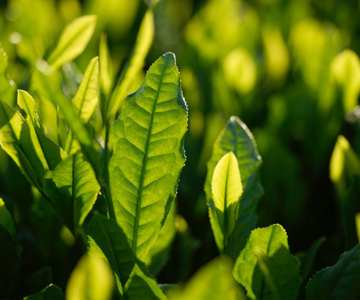 アウトレット Teaet紅茶ティーバッグ 賞味期限 21年3月 九州アイランド