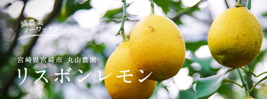 宮崎の太陽をたくさん浴びた香り高い獲れたてレモン 九州アイランド